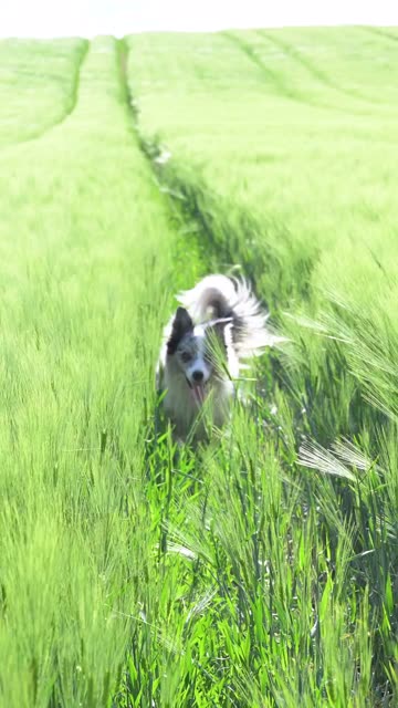 Collie run reference clip